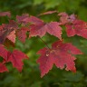 Maple Leaves In The Woods